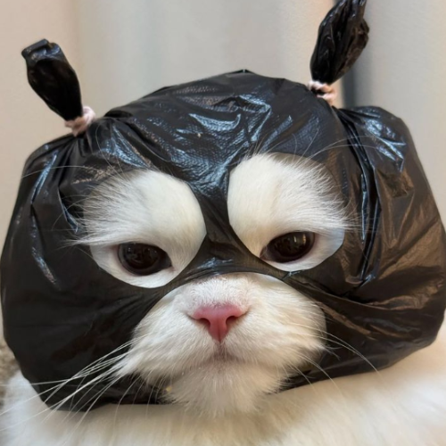 Moon Cat